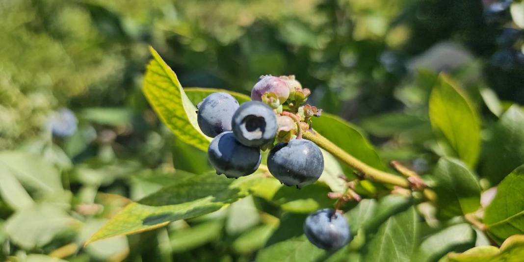 Yıllarca çalıştı, tüm birikimini ona harcadı! ‘Mavi yemiş’ deniyor, bilen havada kapıyor: Yılda 500 KG hasat yapıyor 4